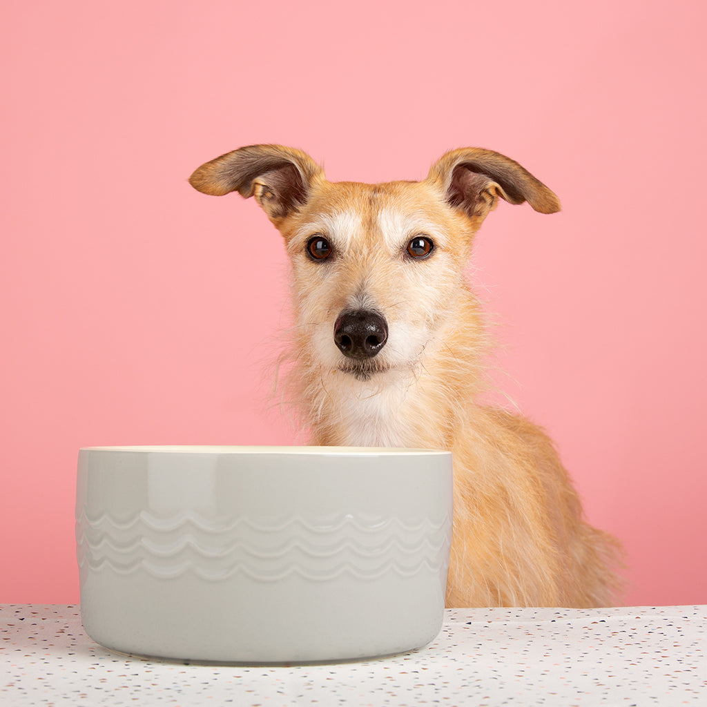 Scruffs Icon Water Bowl - Saxons Garden & Home