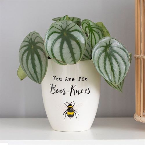 You Are the Bees Knees Ceramic Plant Pot - Saxons Garden & Home