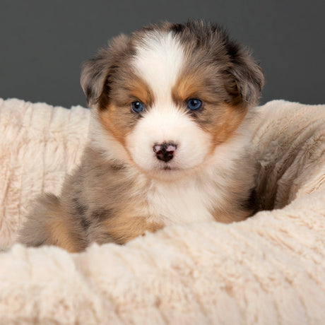 Scruffs Ellen Donut in Tan - Saxons Garden & Home