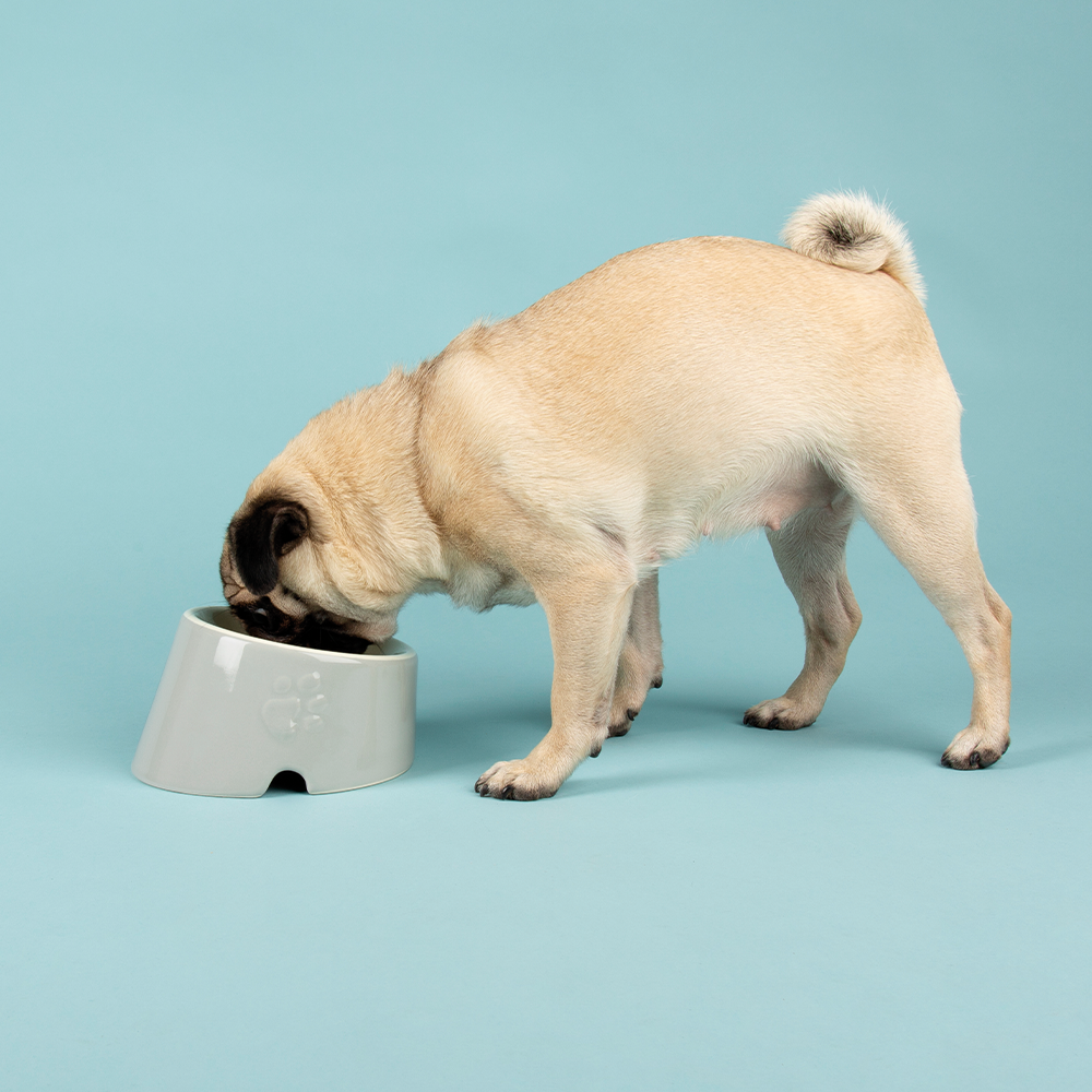 Scruffs Icon Slanted Pet Bowl - Saxons Garden & Home