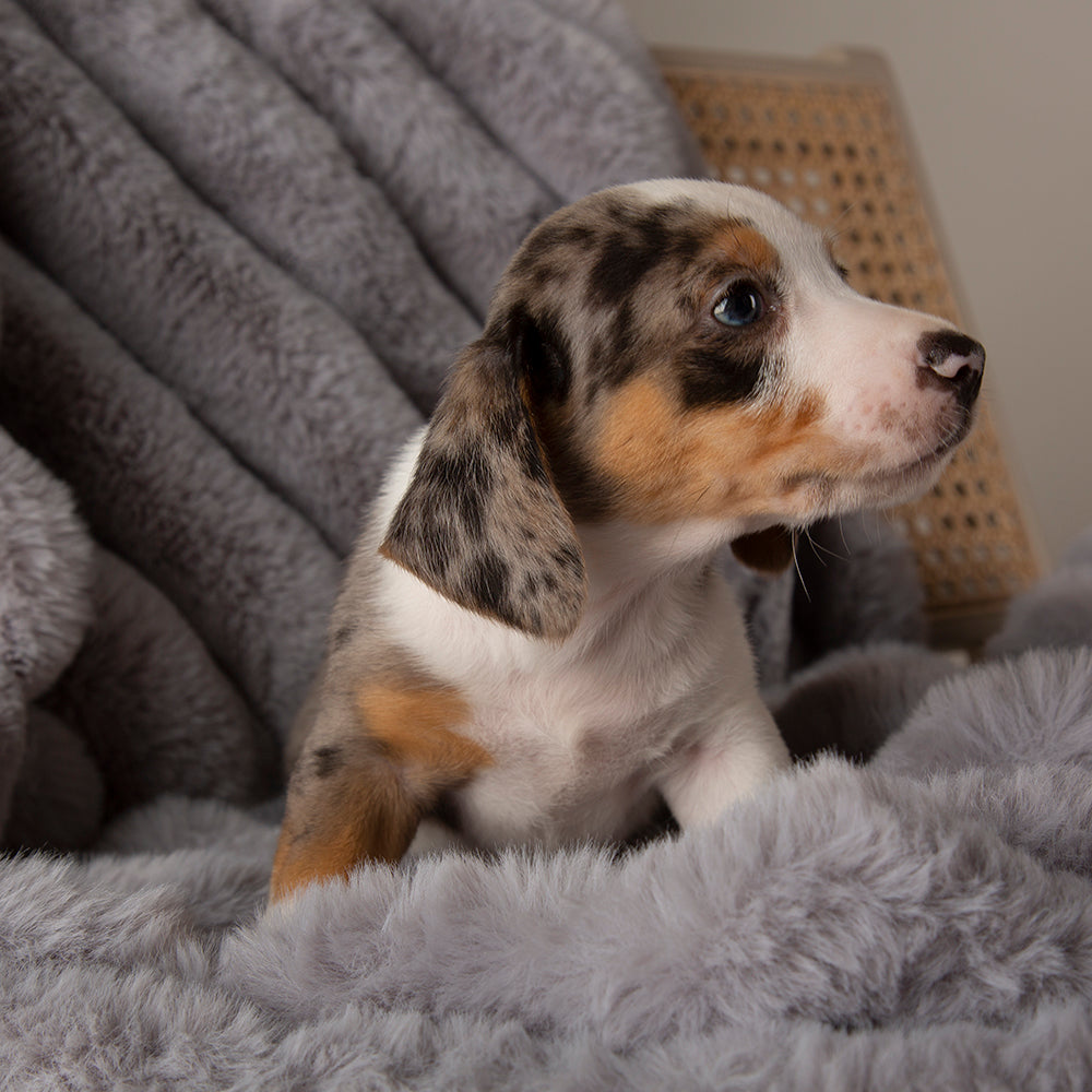 Scruffs Aspen Pet Blanket - Saxons Garden & Home