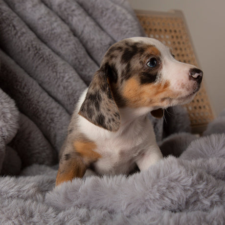Scruffs Aspen Pet Blanket - Saxons Garden & Home
