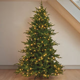 Three Kings 6ft InLit Premium King Conifer