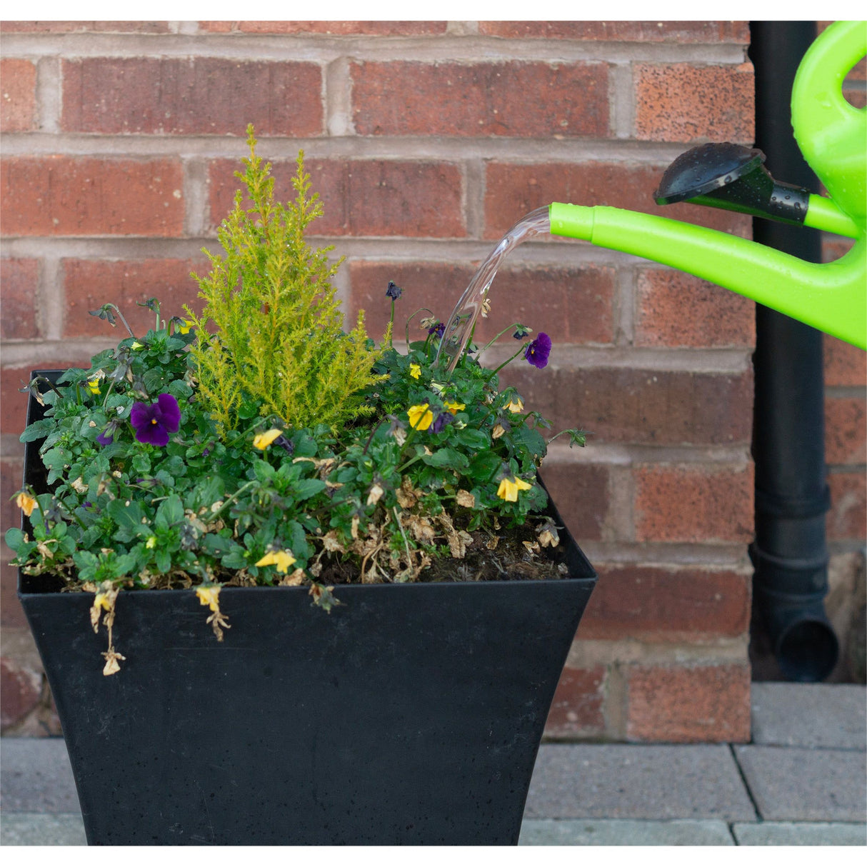 Watering Can with Sprinkler Nozzle 10L - Saxons Garden & Home